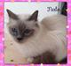 Hellig Birma Nala (Shengo Sugar Baby)