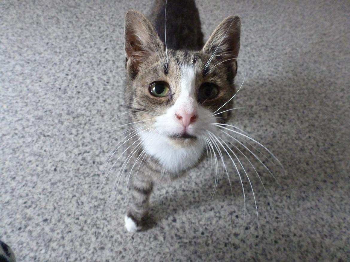 Huskat Mini fræde billede 2