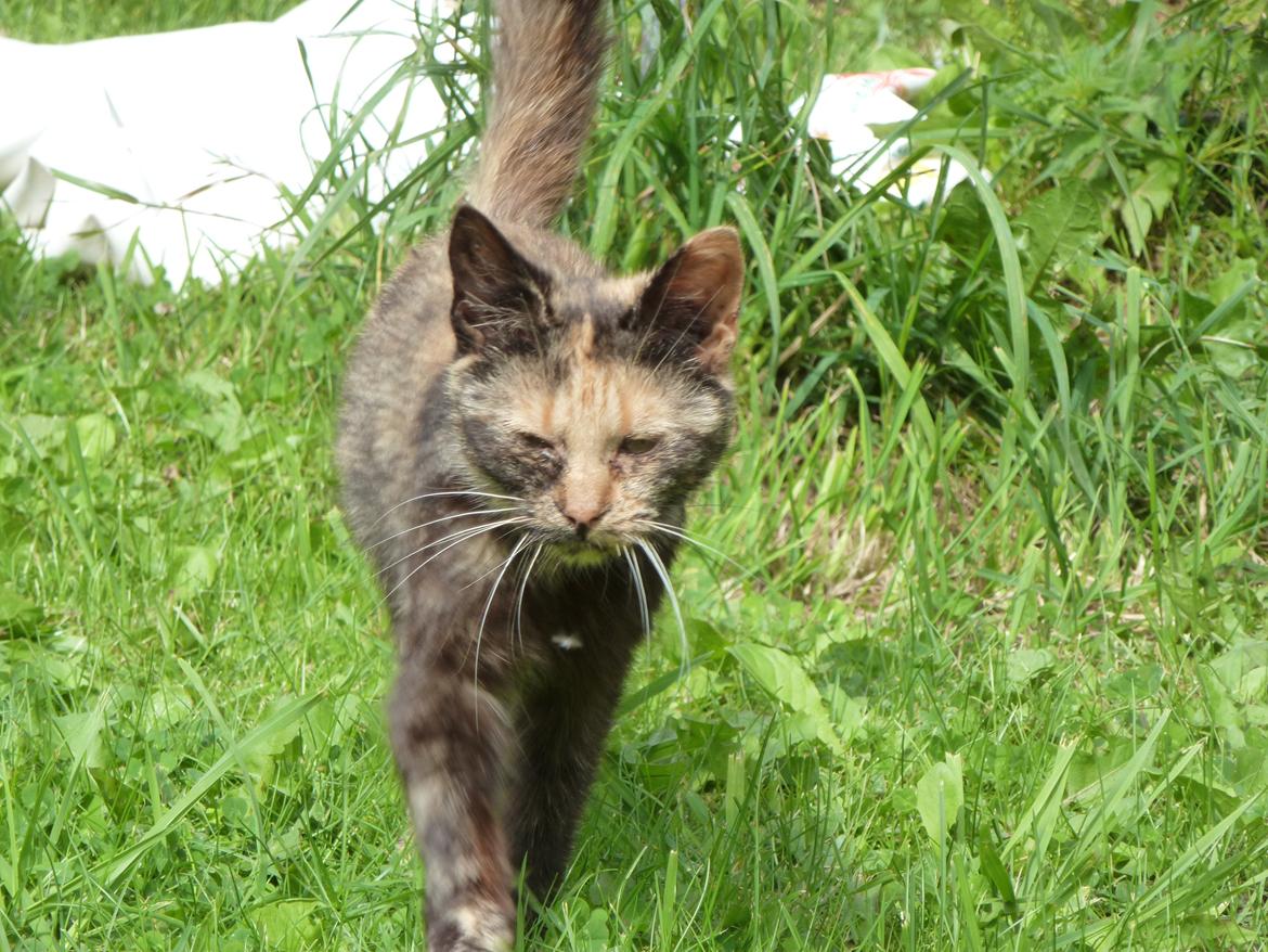 Huskat Mini kloagus billede 1