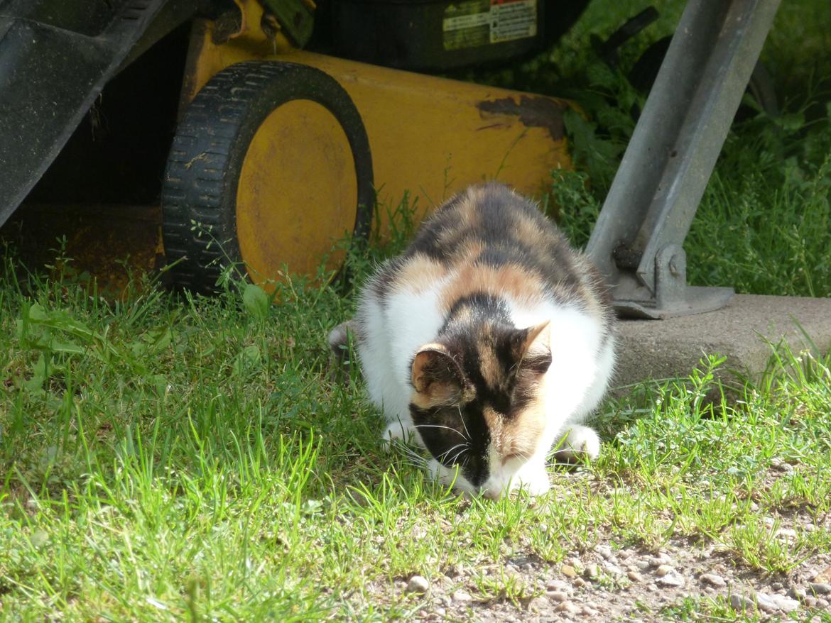 Huskat Silde billede 11