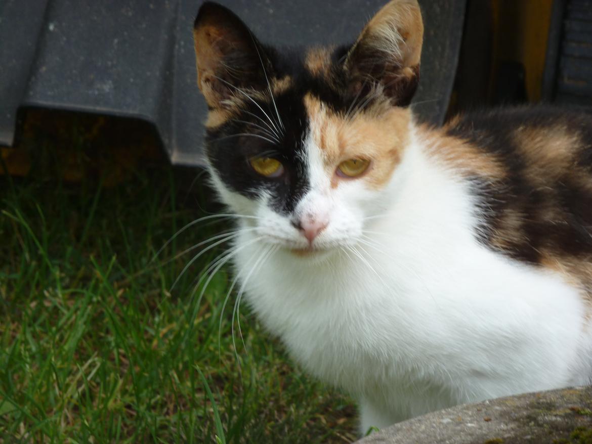 Huskat Silde billede 2