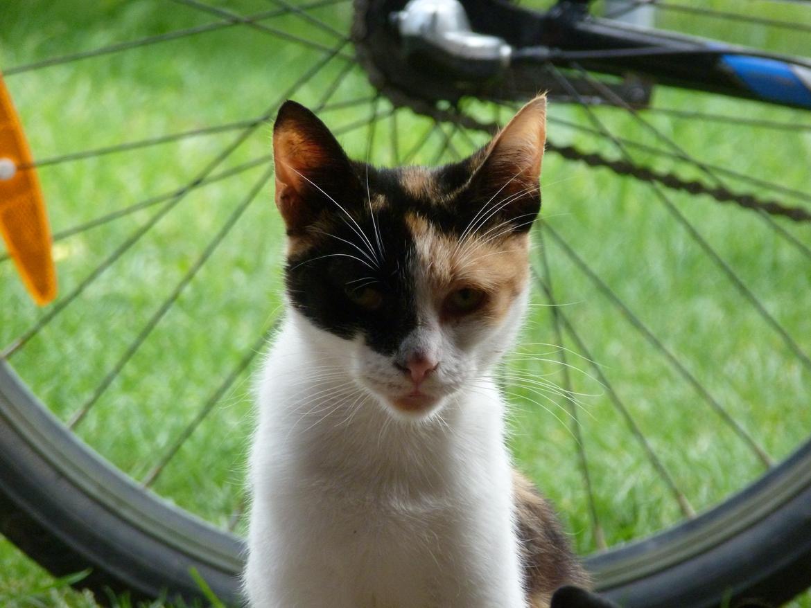 Huskat Silde billede 1