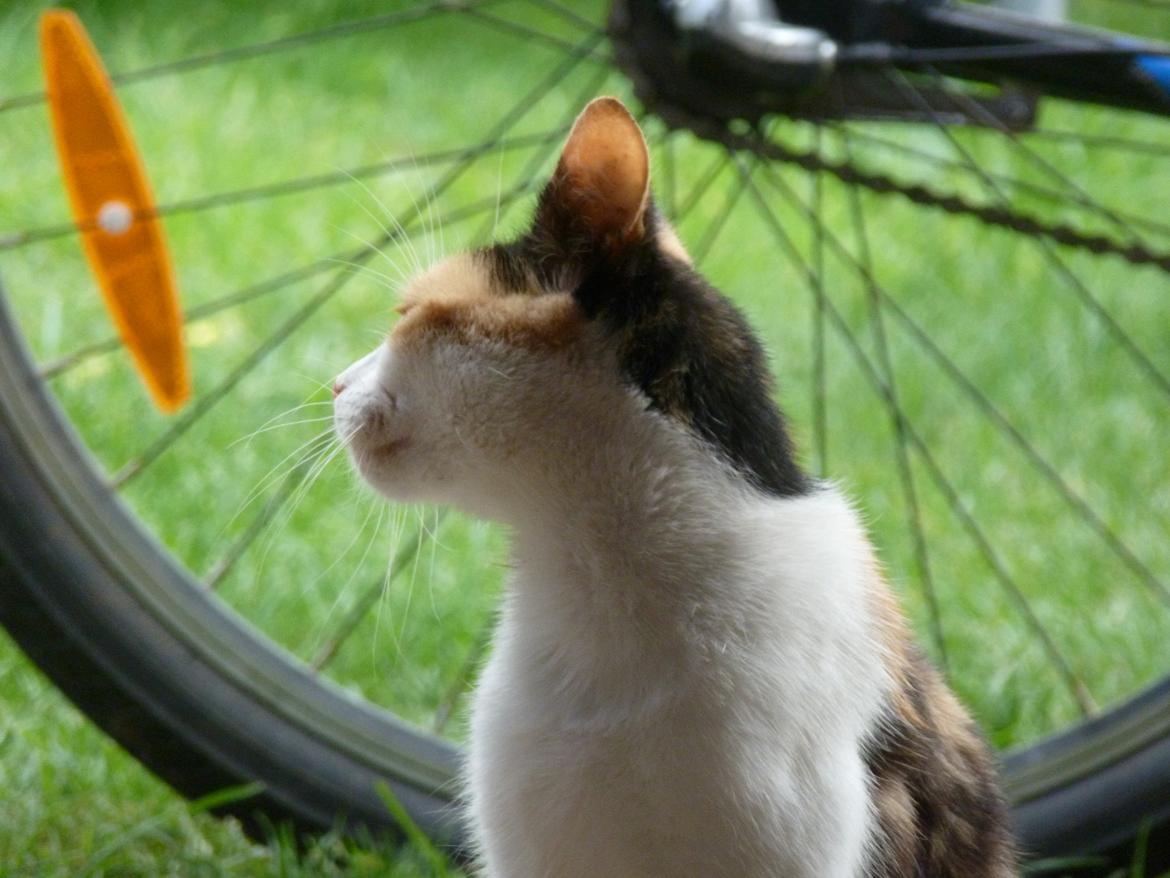 Huskat Silde billede 12