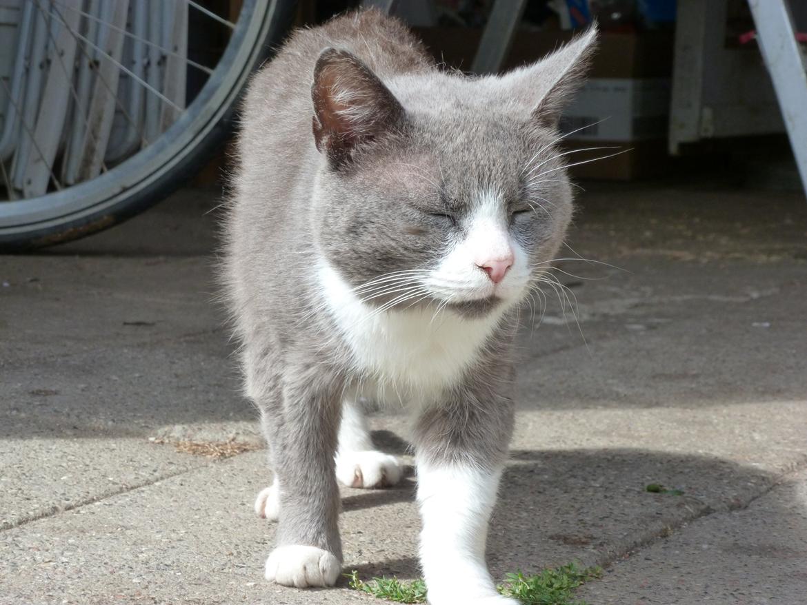 Huskat Bæbs billede 12