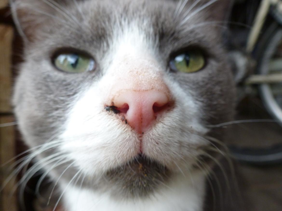 Huskat Bæbs billede 1