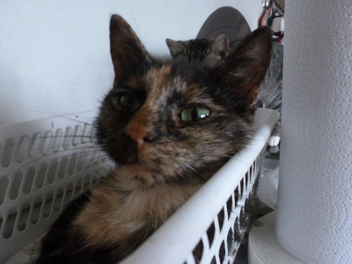 Huskat Kosmos/Min hvalp/ billede 13