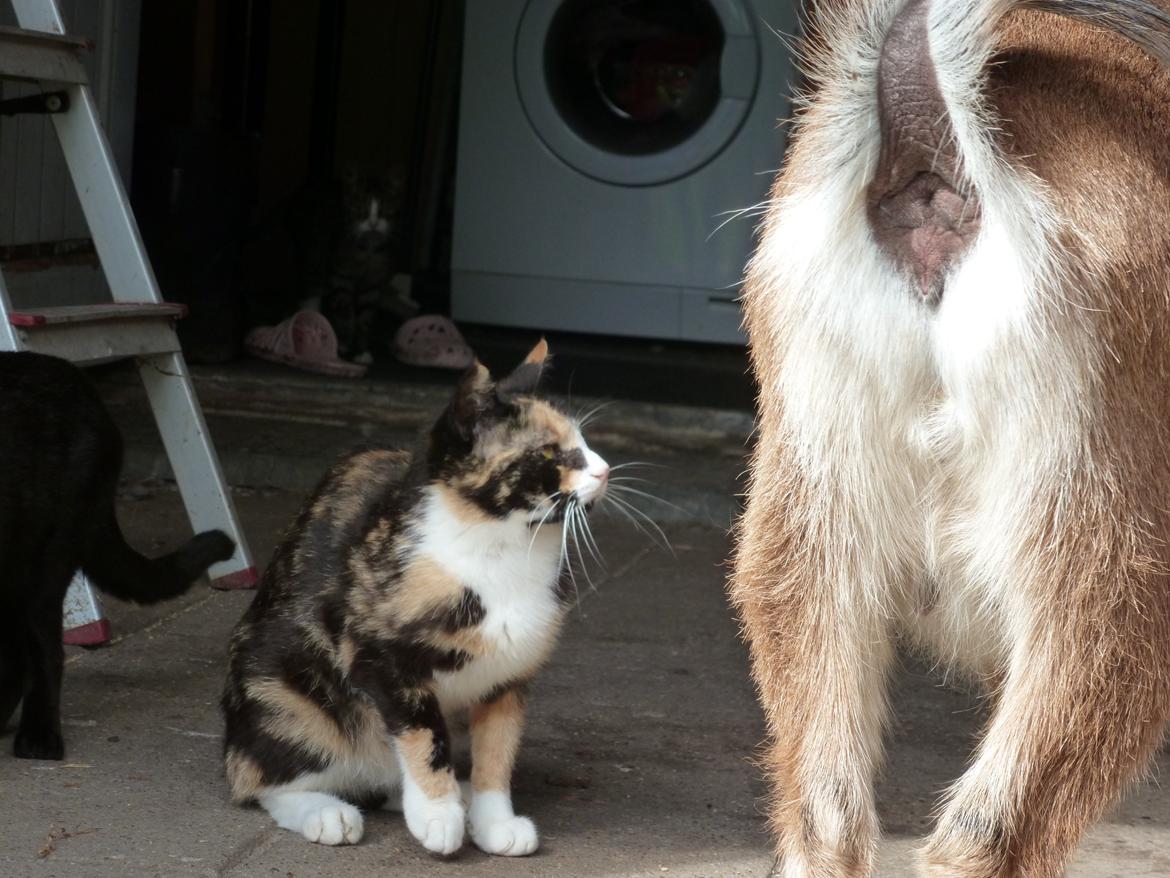 Huskat Mulle billede 3