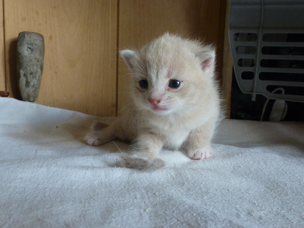 Huskat Diaplo billede 1