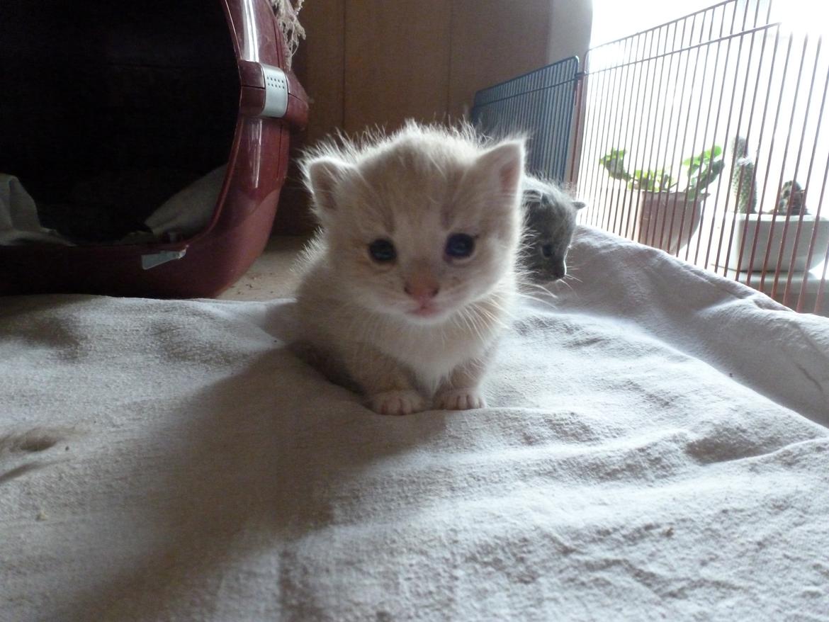 Huskat Diaplo billede 2