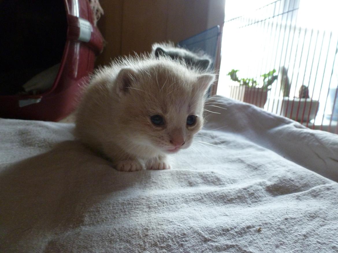 Huskat Diaplo billede 3