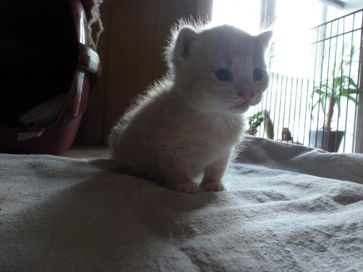 Huskat Diaplo billede 4