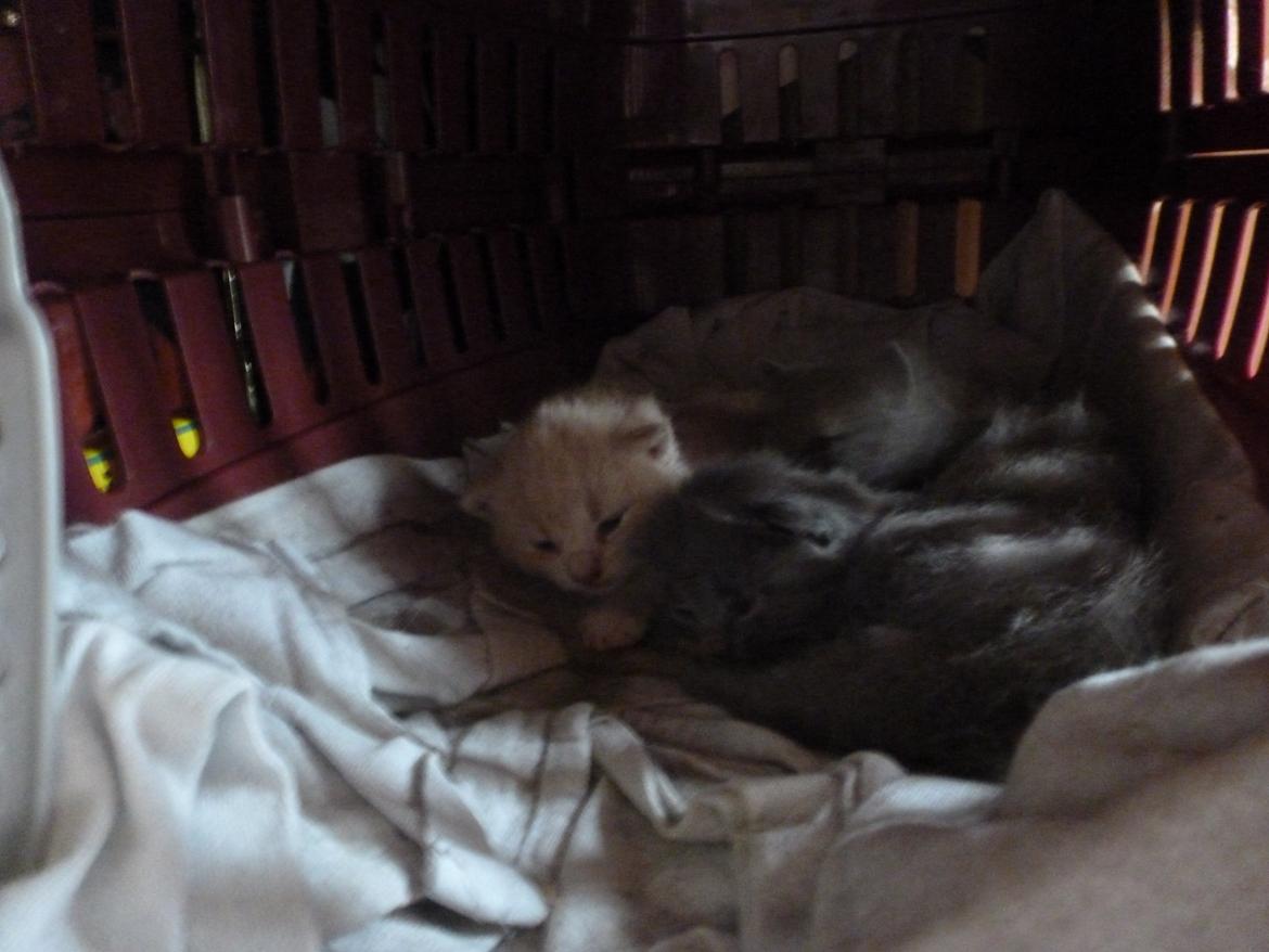 Huskat Diaplo billede 5