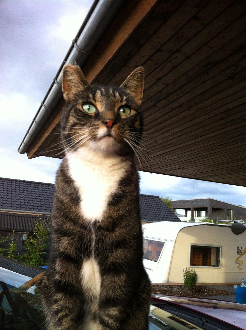 Huskat EMIL * R.I.P.* billede 12