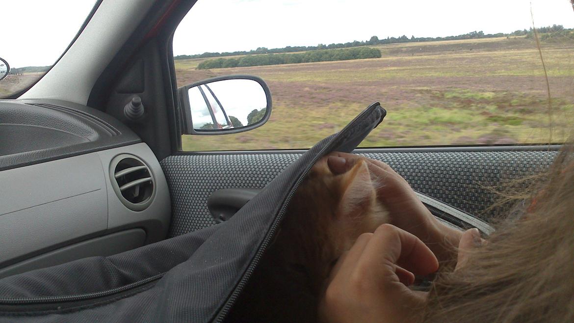 Blanding af racer Zavier billede 2