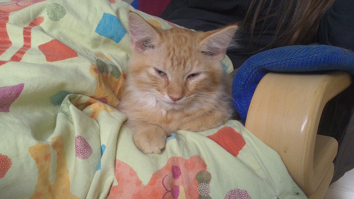 Blanding af racer Zavier billede 6