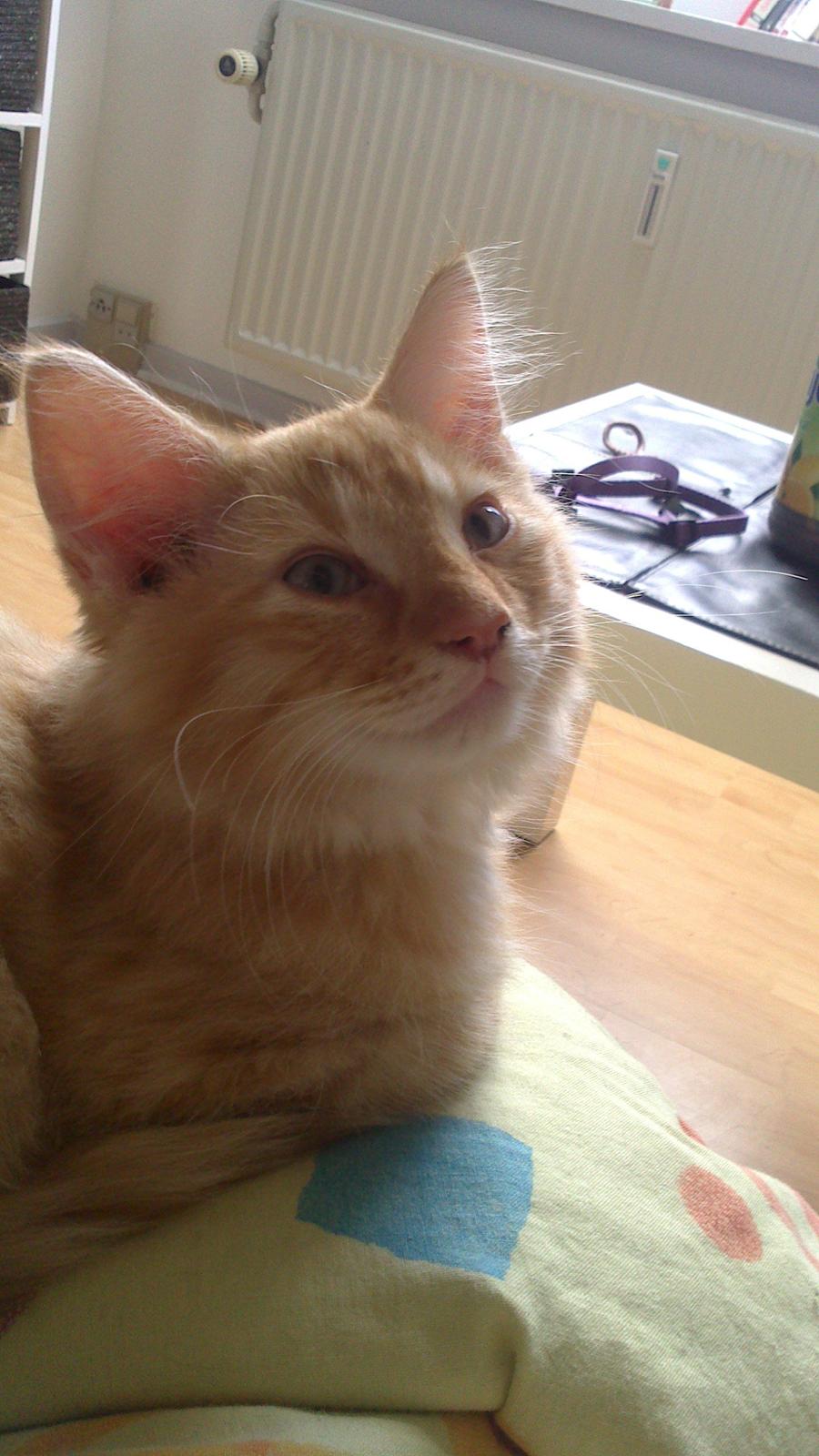 Blanding af racer Zavier billede 8