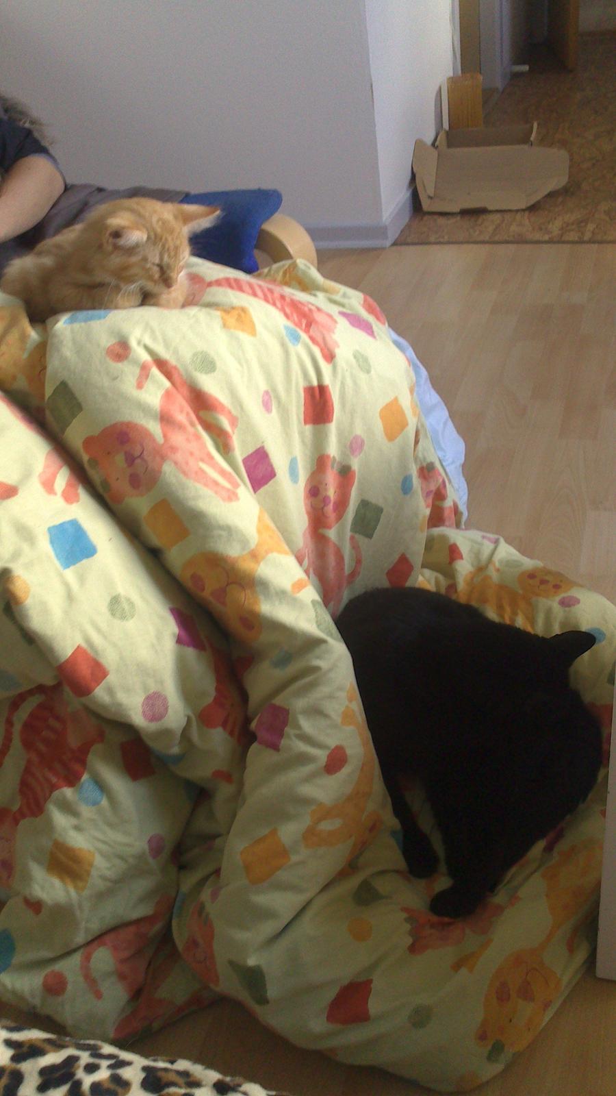 Blanding af racer Zavier billede 9