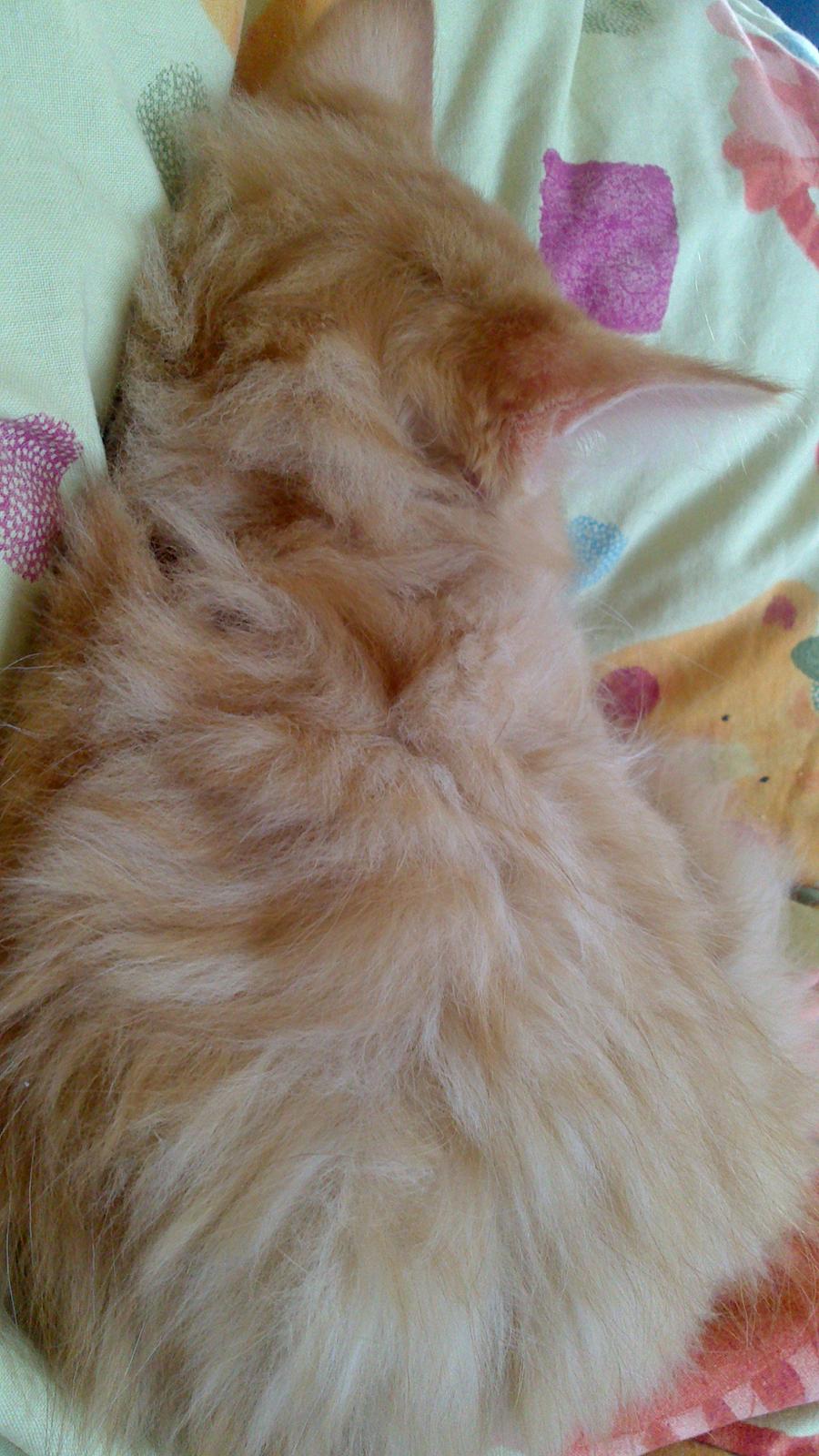 Blanding af racer Zavier billede 10