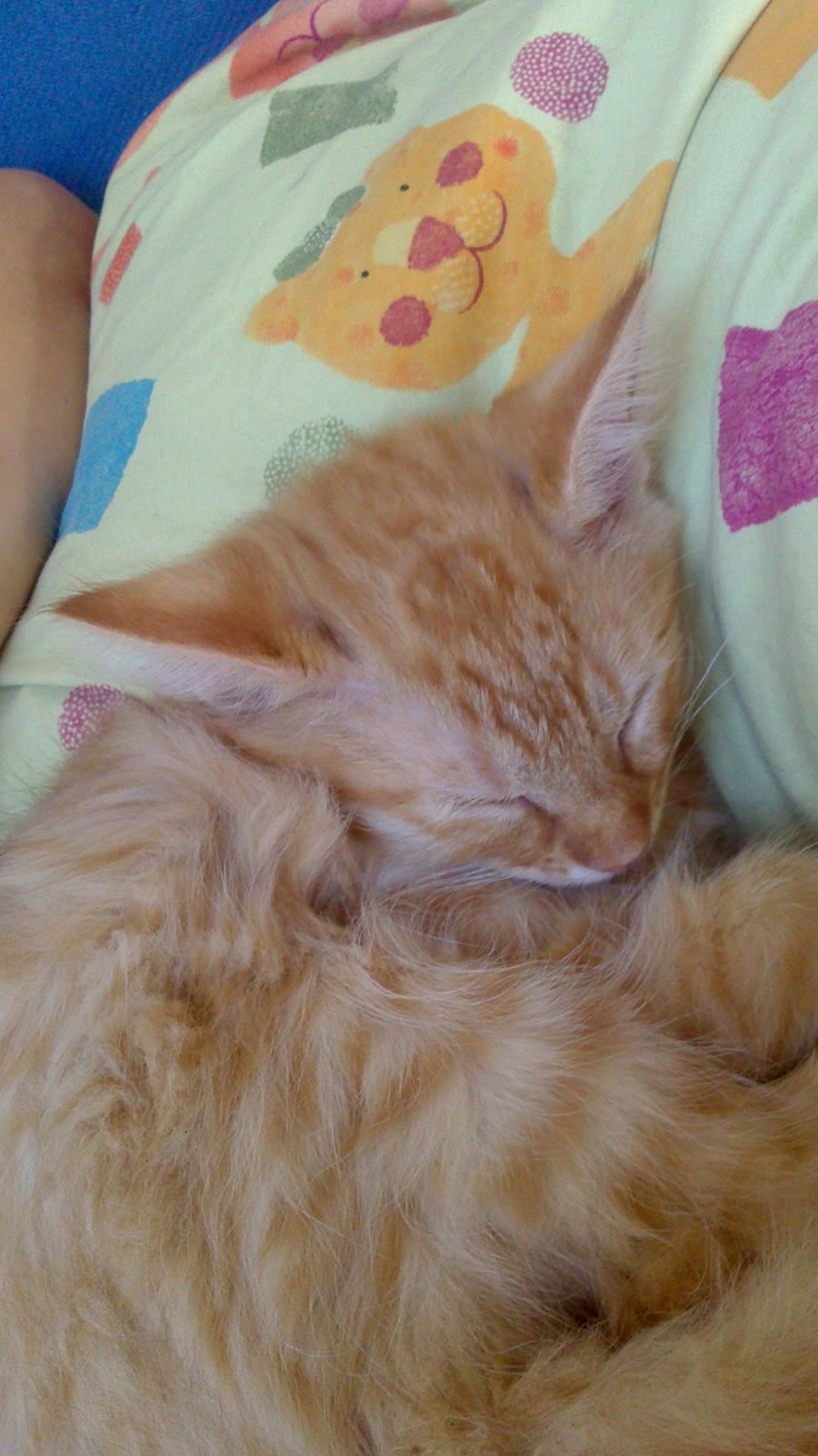 Blanding af racer Zavier billede 16