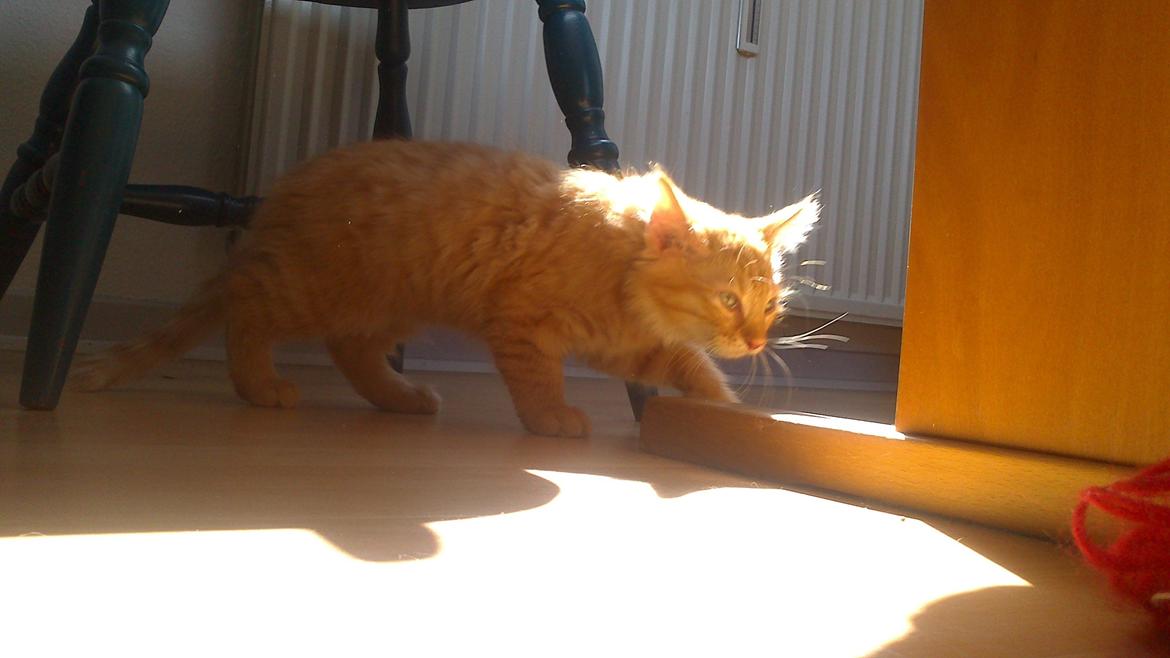 Blanding af racer Zavier billede 12