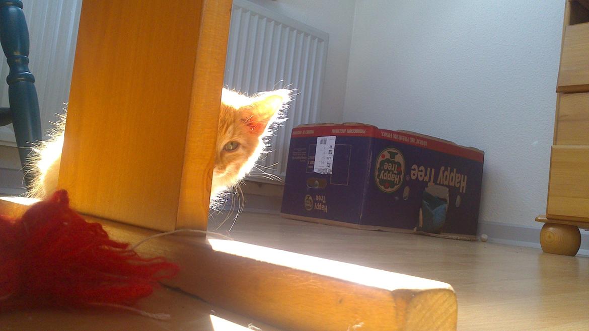 Blanding af racer Zavier billede 3