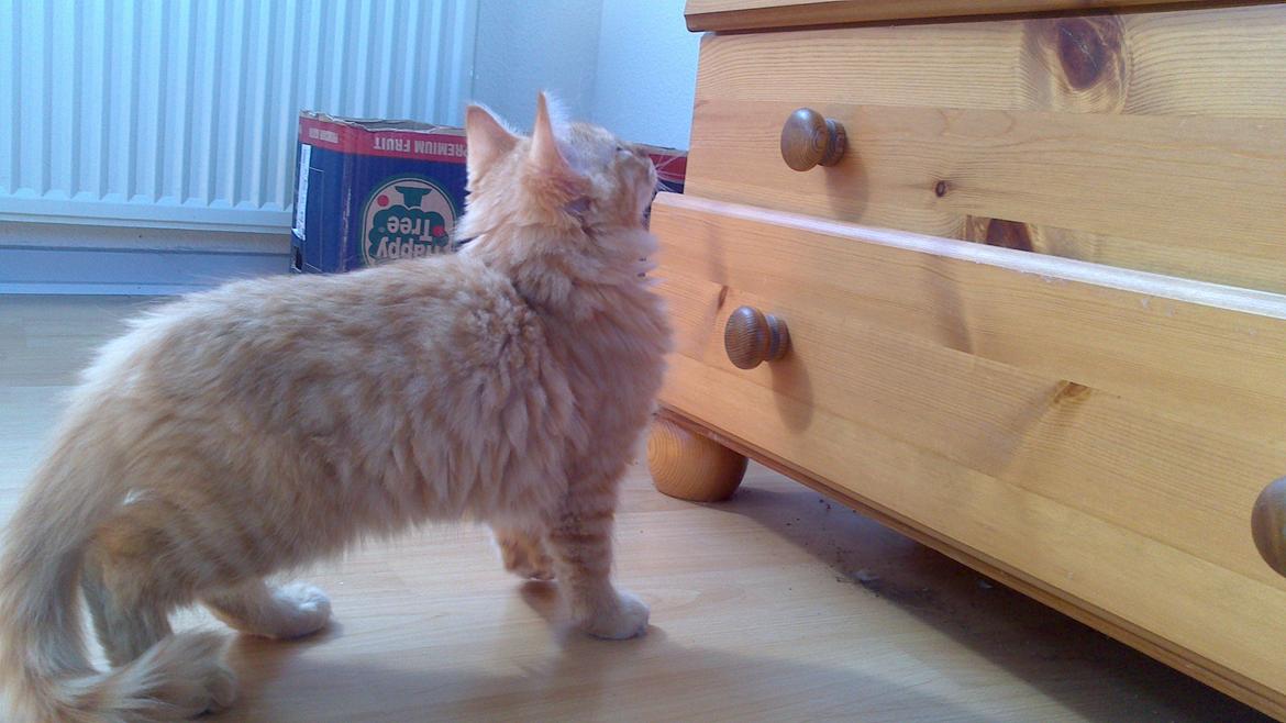 Blanding af racer Zavier billede 13