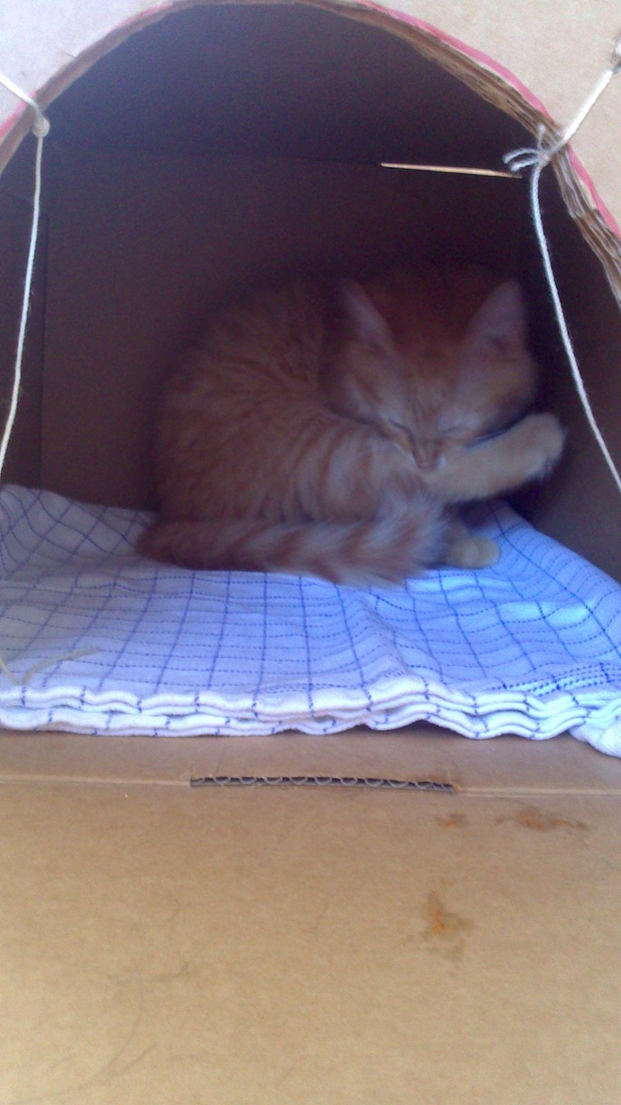 Blanding af racer Zavier billede 14