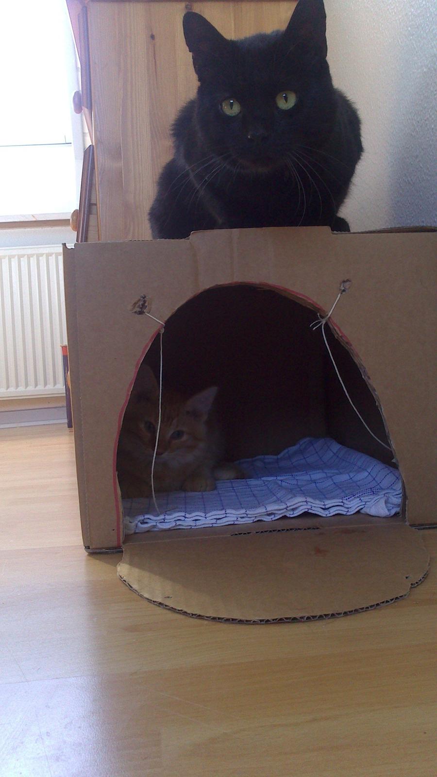 Blanding af racer Zavier billede 18