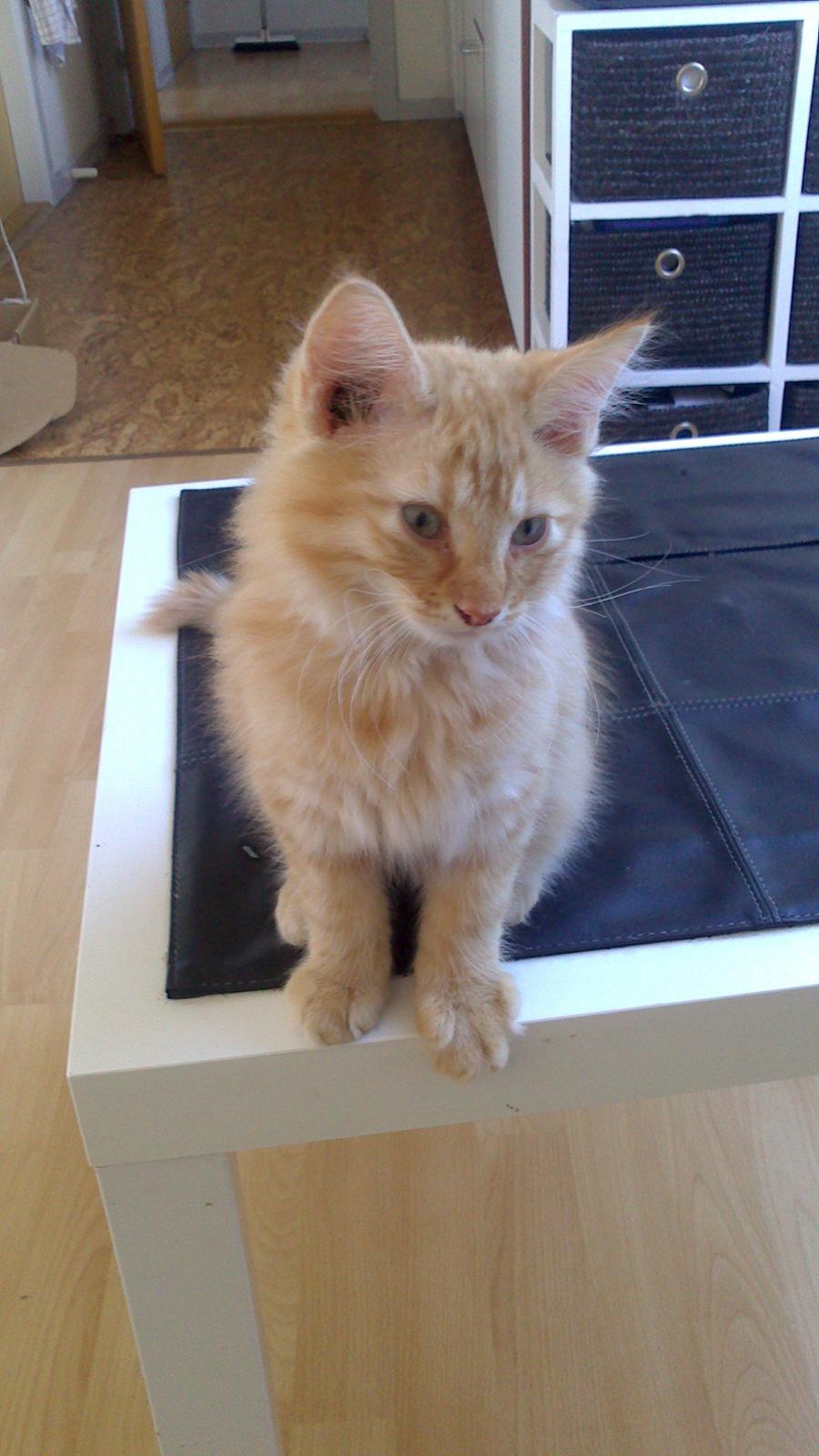 Blanding af racer Zavier billede 15