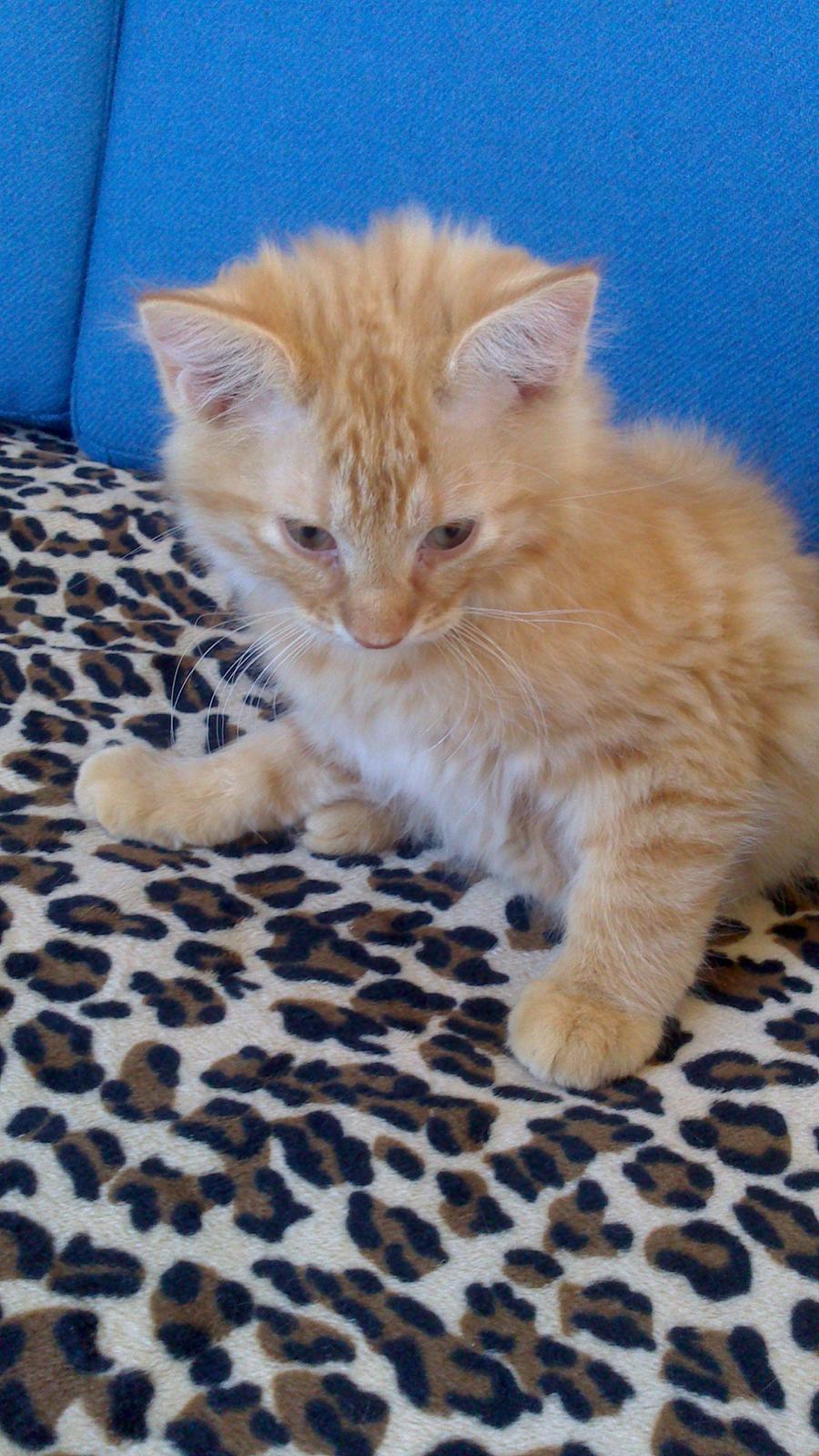 Blanding af racer Zavier billede 19