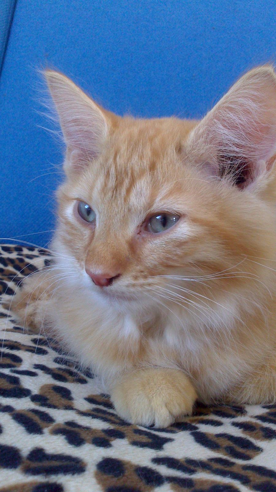 Blanding af racer Zavier billede 17