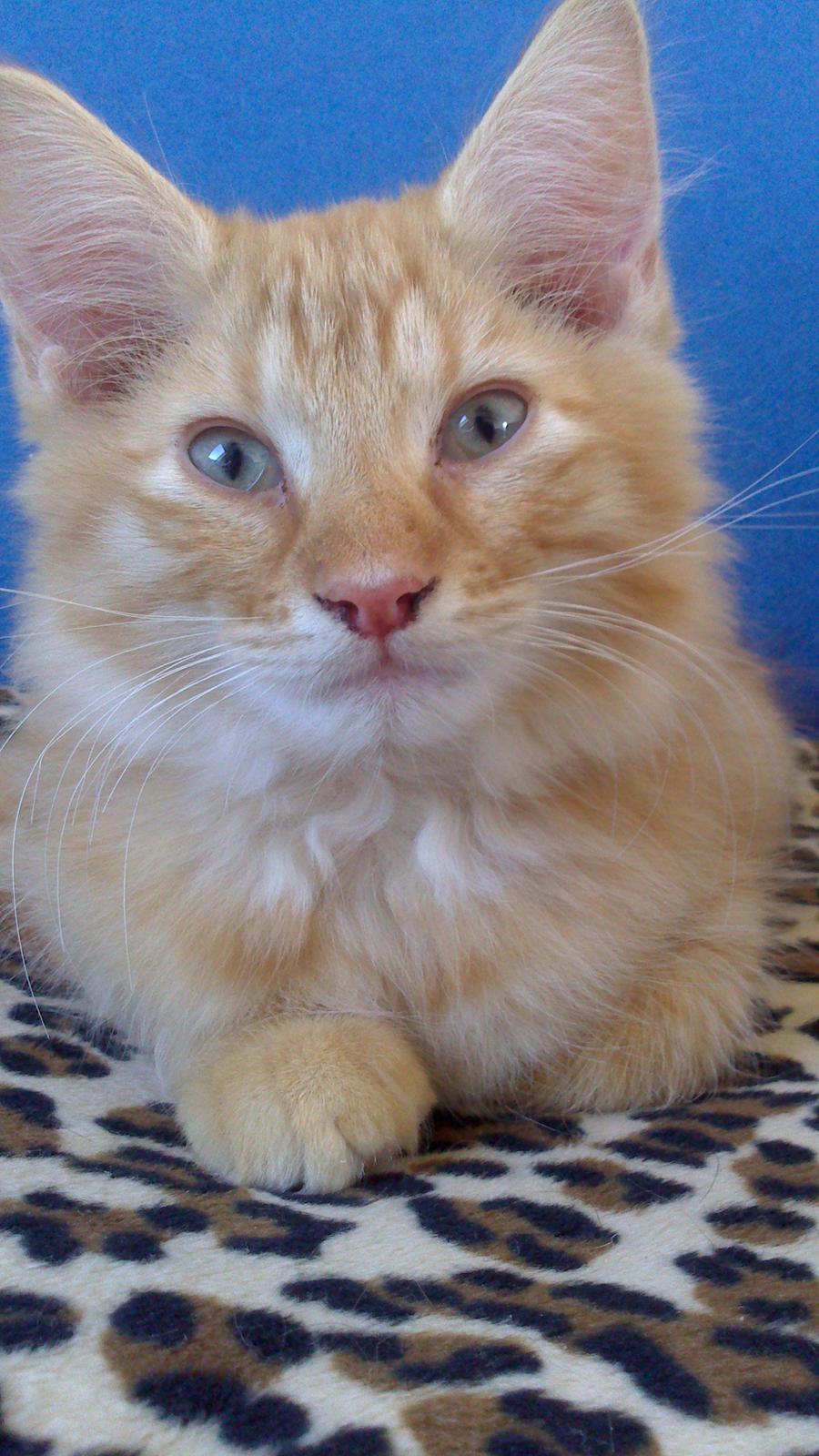 Blanding af racer Zavier billede 24