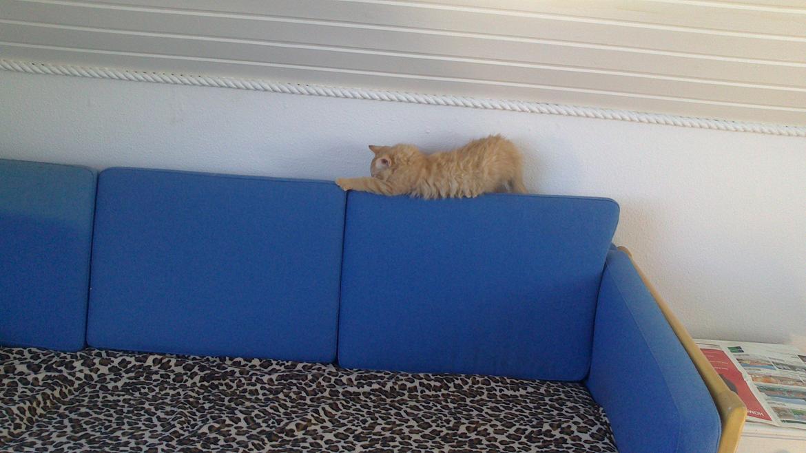 Blanding af racer Zavier billede 22