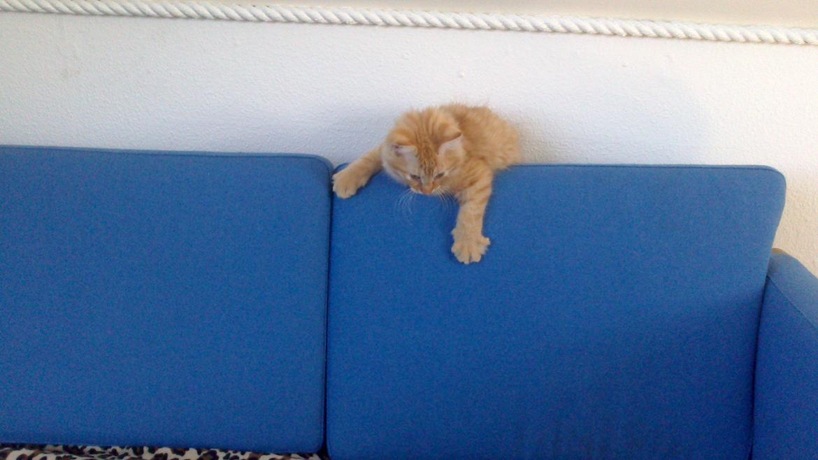 Blanding af racer Zavier billede 25