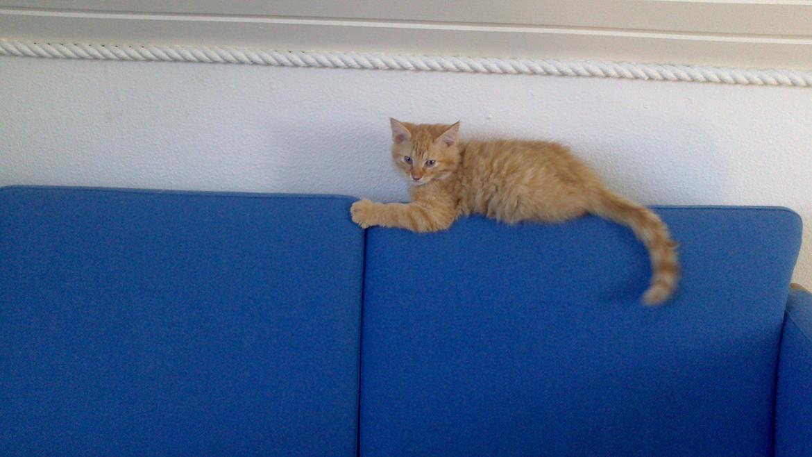 Blanding af racer Zavier billede 5