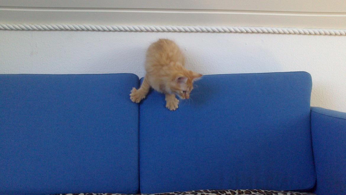 Blanding af racer Zavier billede 11