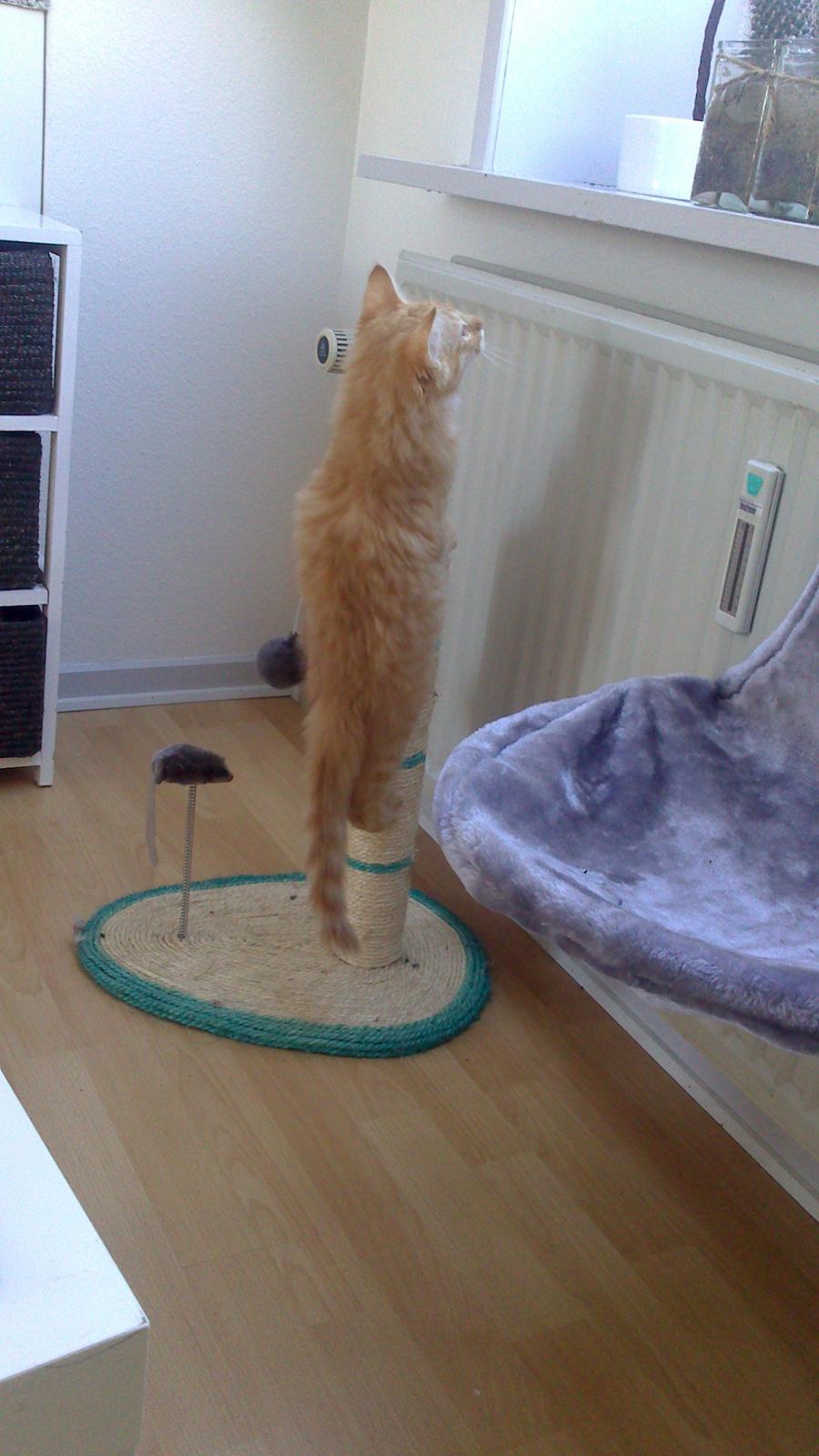 Blanding af racer Zavier billede 26