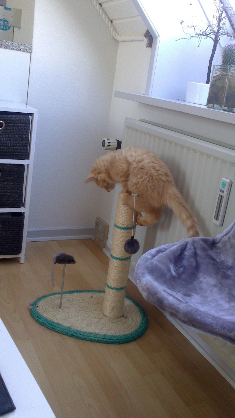 Blanding af racer Zavier billede 27