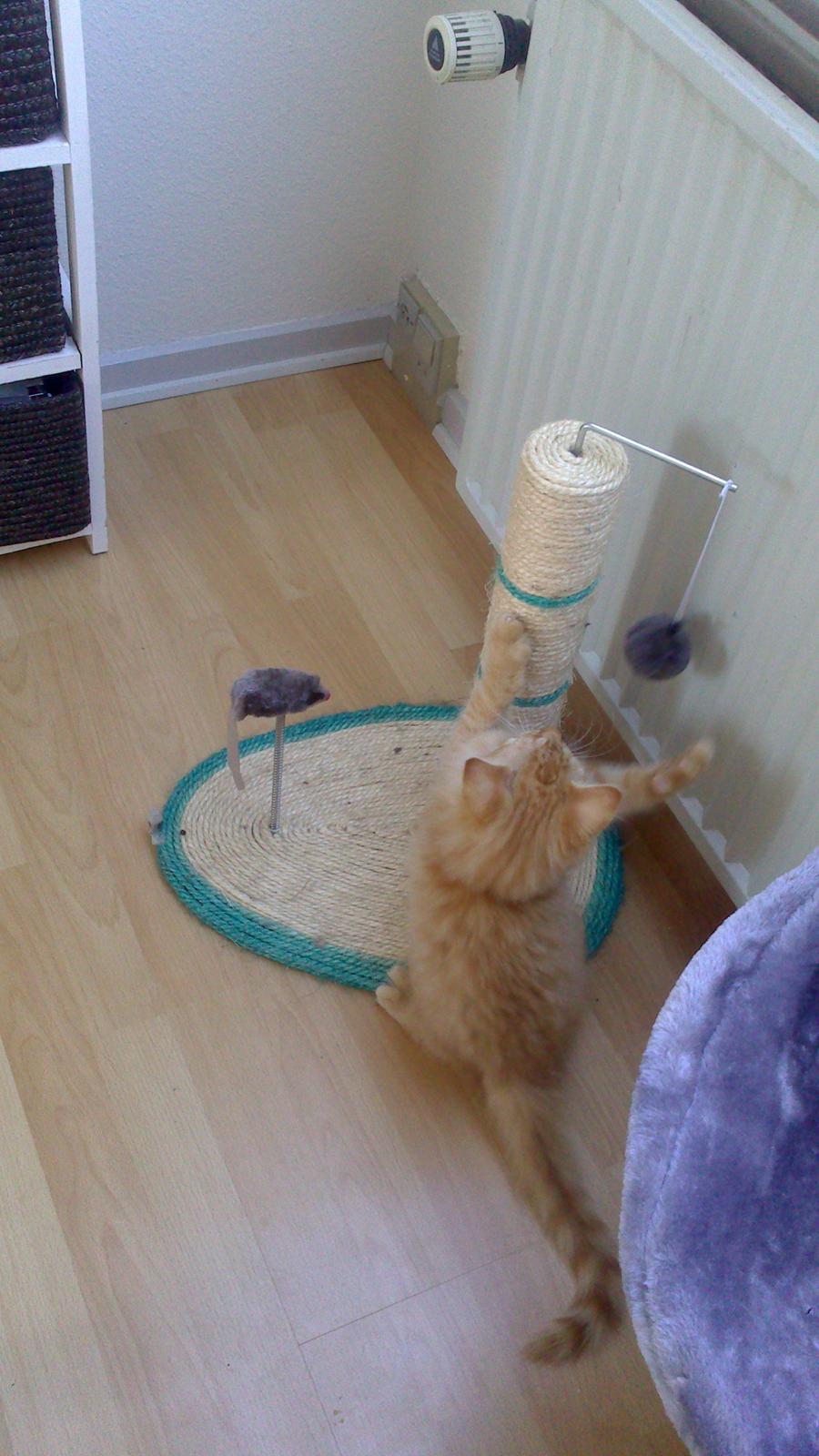 Blanding af racer Zavier billede 7