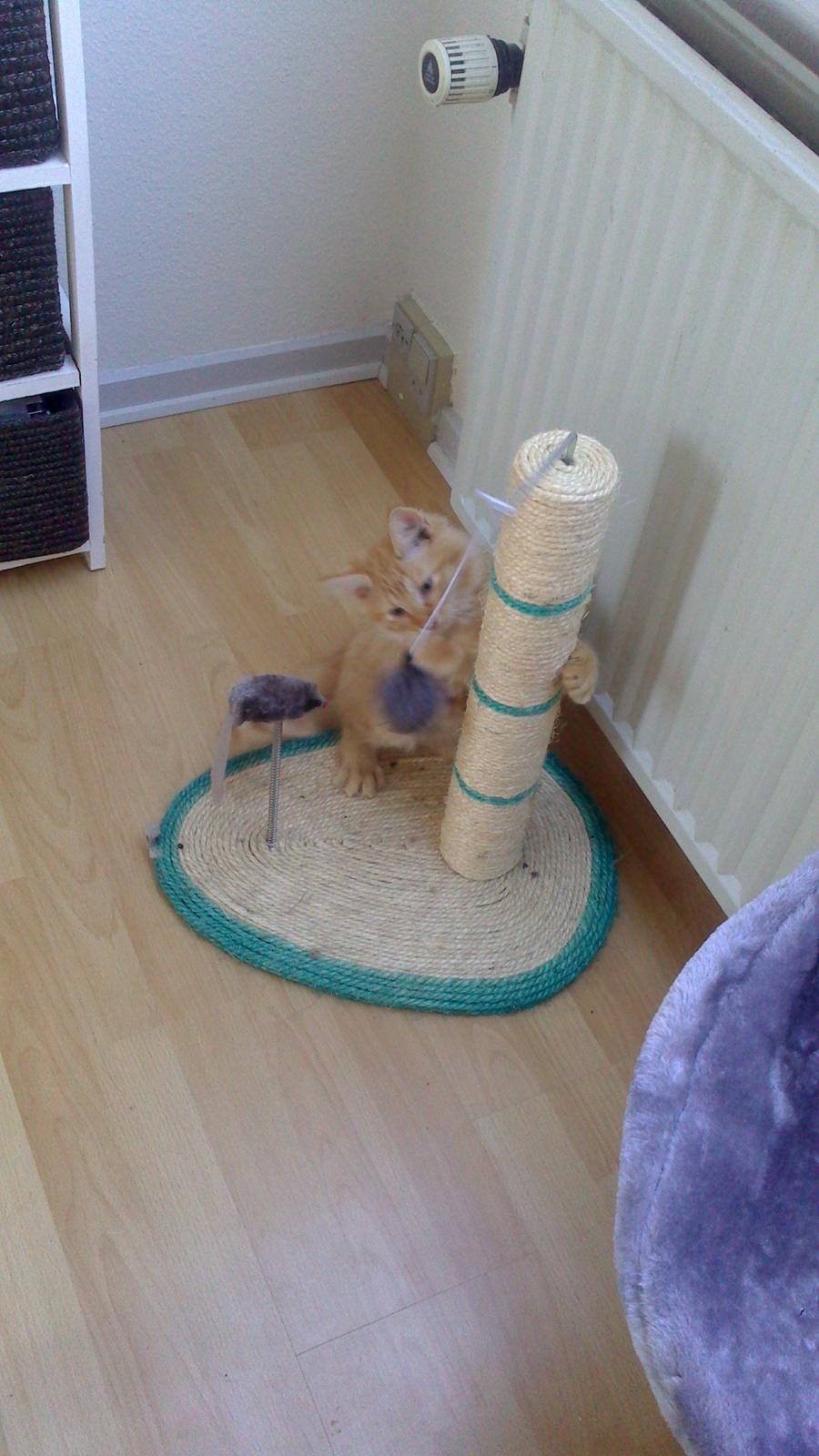 Blanding af racer Zavier billede 4