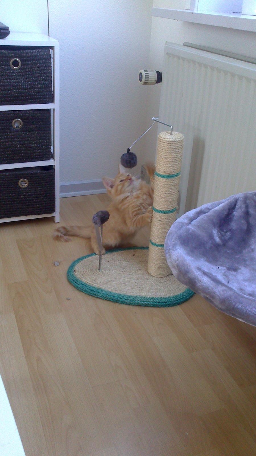 Blanding af racer Zavier billede 23