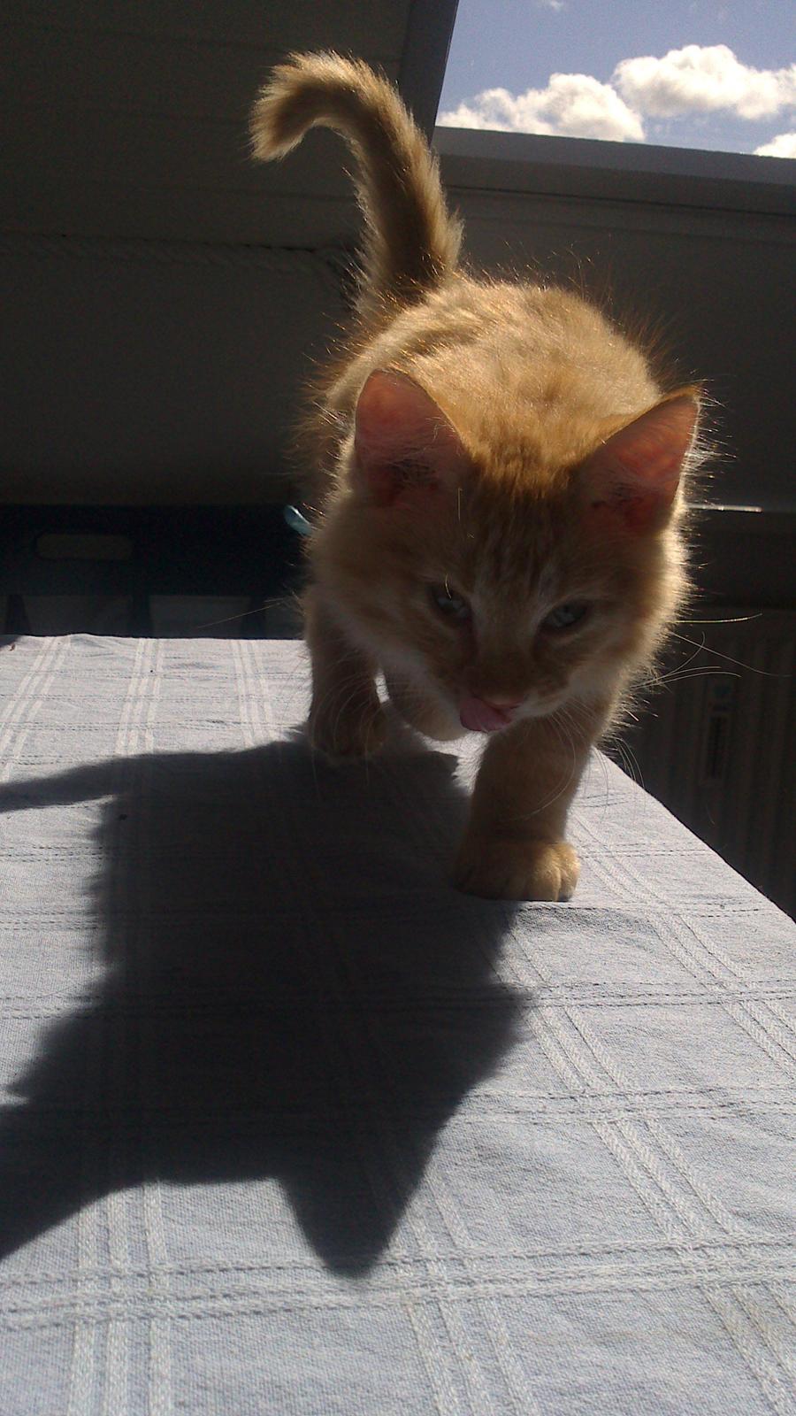 Blanding af racer Zavier billede 20