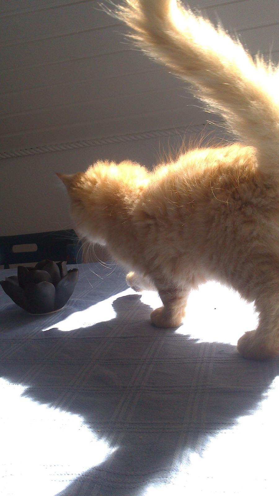 Blanding af racer Zavier billede 28