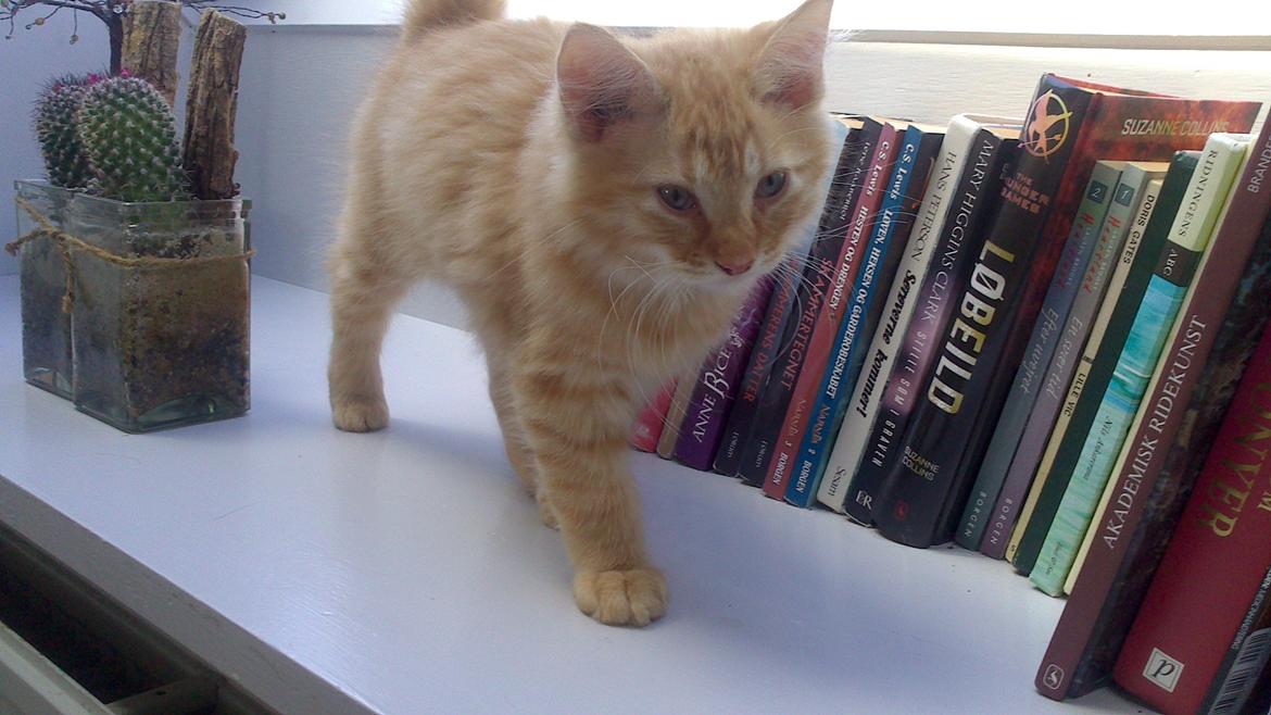 Blanding af racer Zavier billede 1