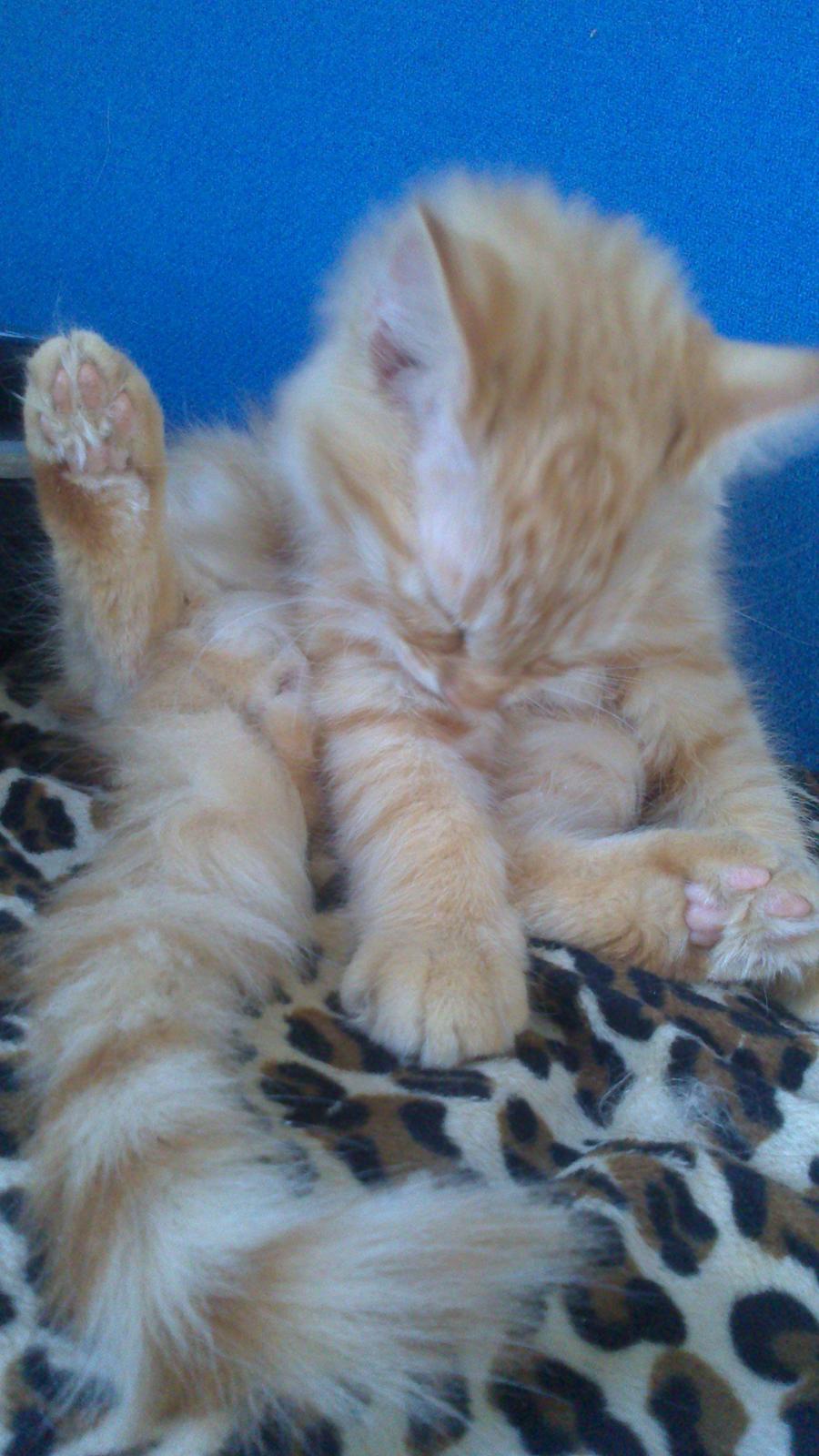 Blanding af racer Zavier billede 29