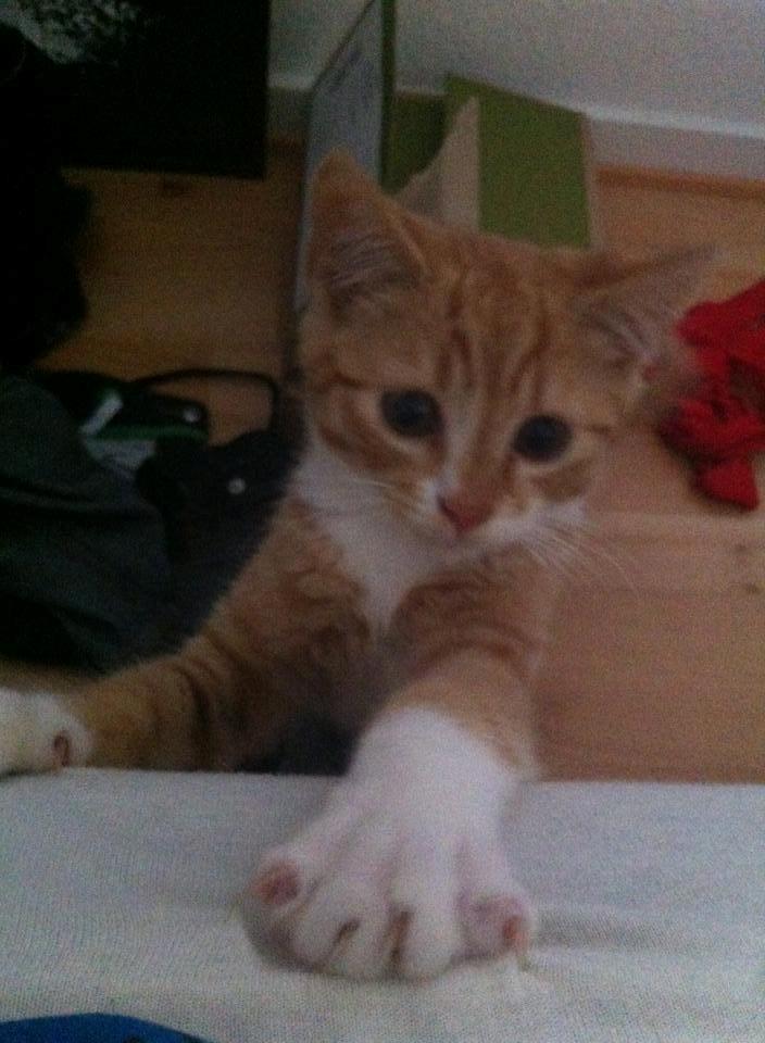 Blanding af racer Baloo billede 1