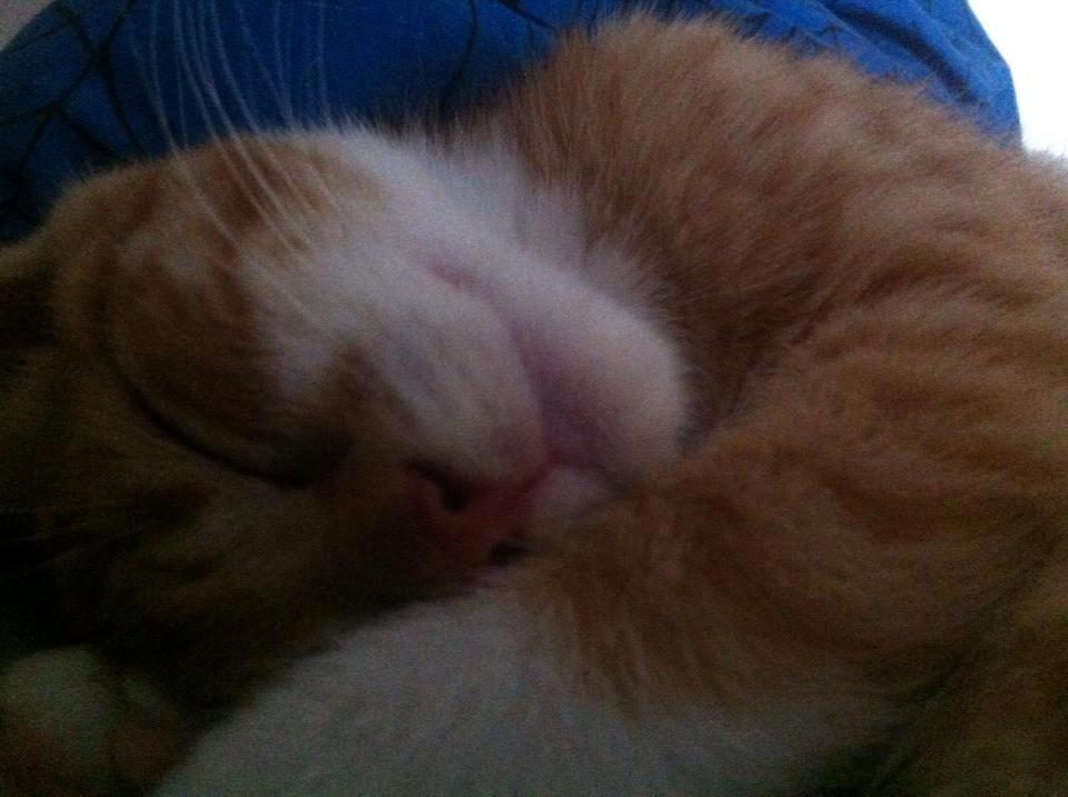 Blanding af racer Baloo billede 2