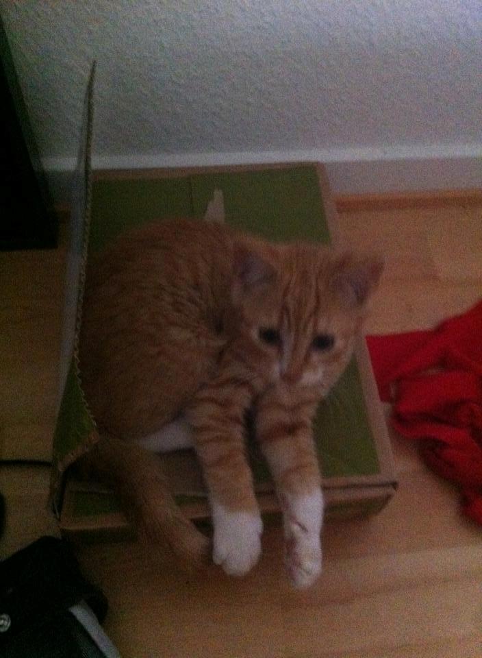 Blanding af racer Baloo billede 3