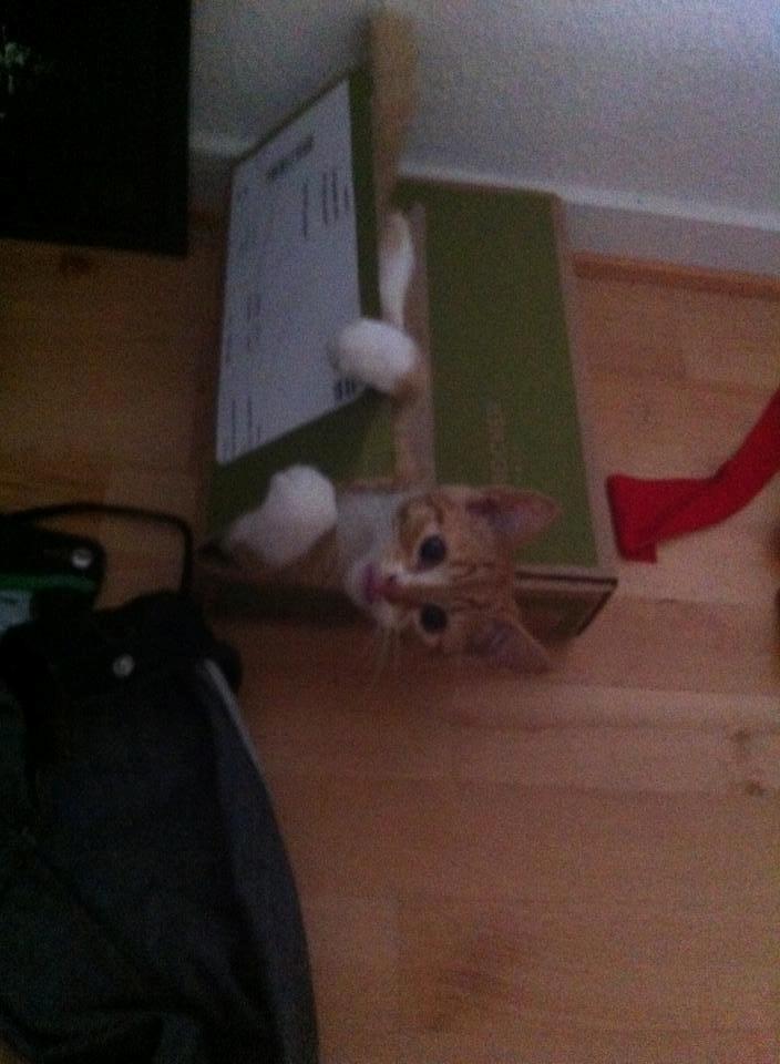 Blanding af racer Baloo billede 4