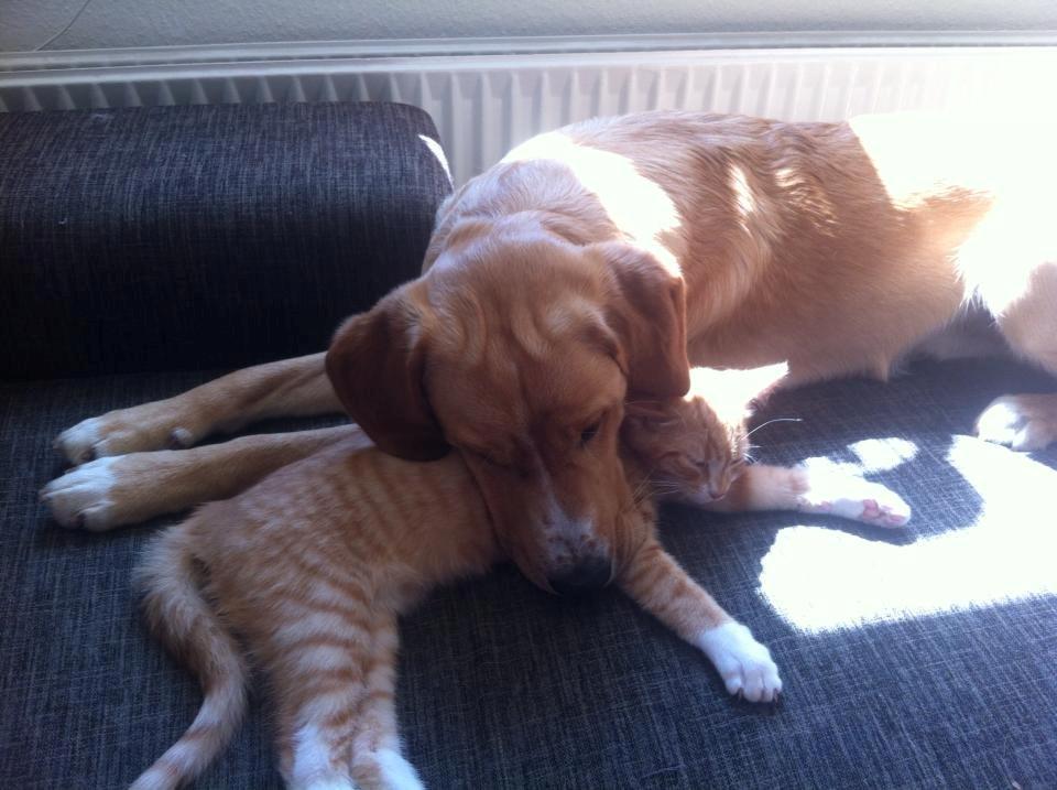 Blanding af racer Baloo - Bedstevenner! billede 5